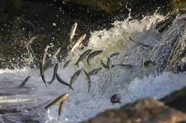 土耳其凡湖大量珍珠鲻鱼在洄游