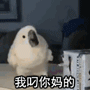 小表情 表情包 鹦鹉