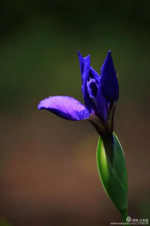 其它 最后的美丽 写美篇由花想到人,想起李琦的那首诗.