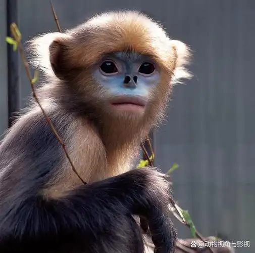 国家一级保护动物——黔金丝猴