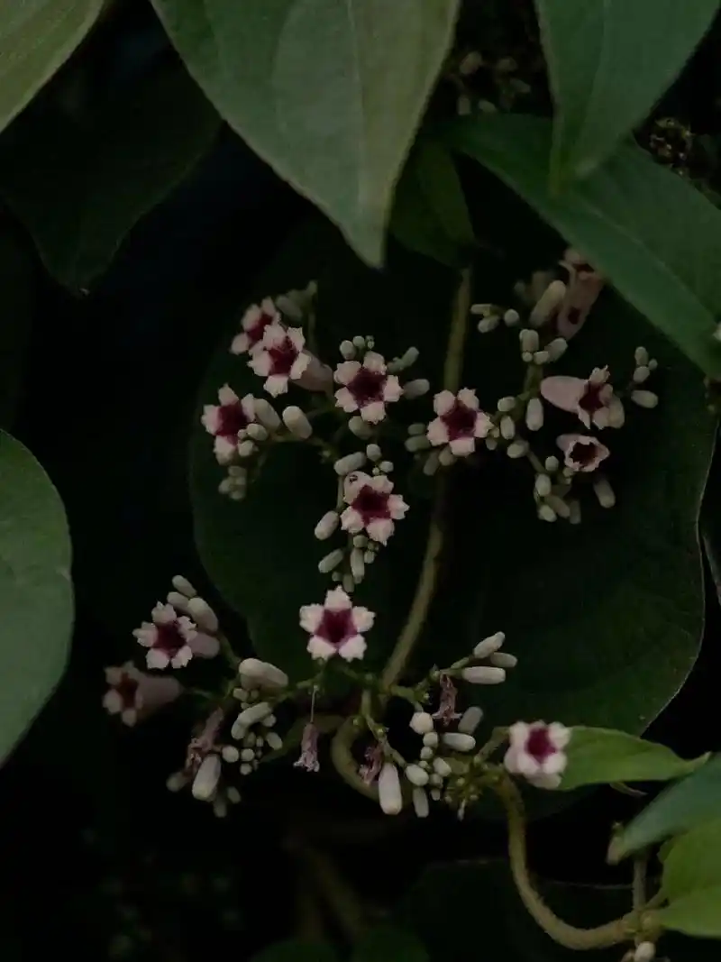 身边的植物19 - 鸡屎藤 鸡屎藤 paederia foetida 龙胆目茜草科鸡屎藤
