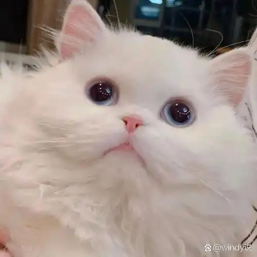 小奶猫头像|超呆萌|治愈萌物