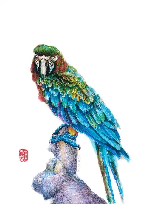 马克笔速涂妖娆的鹦鹉哥