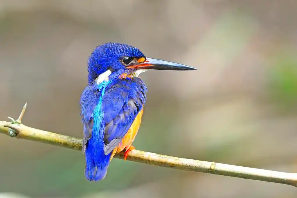 男性发蓝耳翠鸟,美丽的蓝色翠鸟,男性发蓝耳翠鸟 (alcedo meninting)