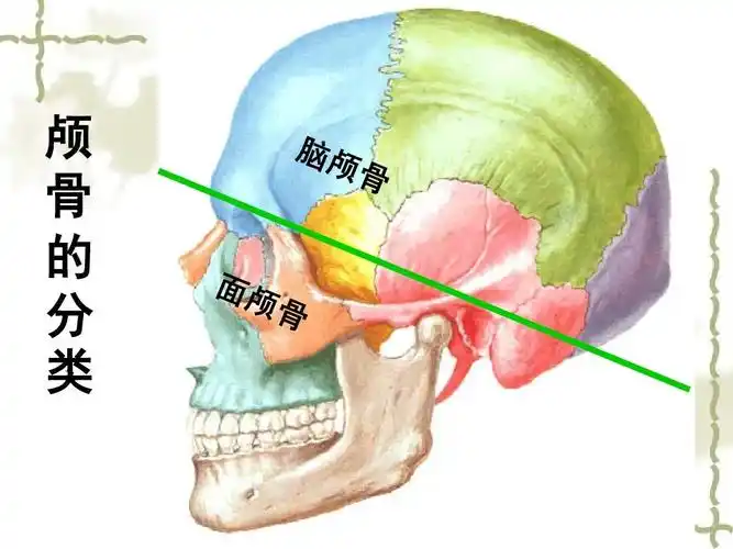 颅骨及其连结ppt