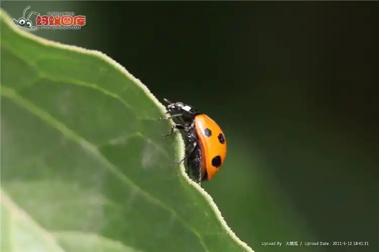 p>七星瓢虫(学名: i>coccinella septempunctata /i>)是瓢虫科,瓢虫