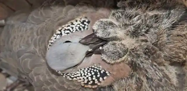 斑鸠怎么分公母最简单