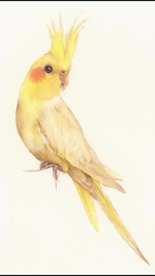 玄凤鹦鹉,绘画过程分享