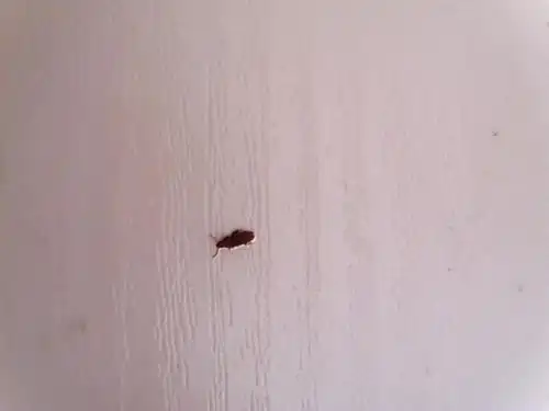 家中出现大量红棕色的小甲虫,有图片 有人能告诉我这是什么虫子并如何