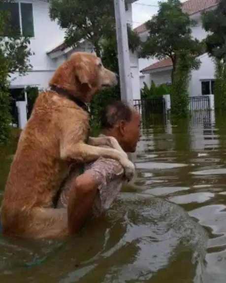 10个人与动物最感人的瞬间人与动物温暖有爱图