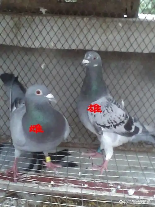 信鸽怎么分辨公母
