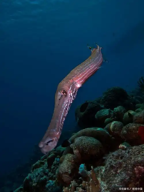揭示深海鱿鱼的秘密生活