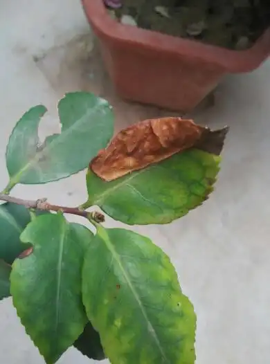 我家盆栽的山茶花树叶边缘先出现黑点,后来半个叶片干枯,怎么也找不到
