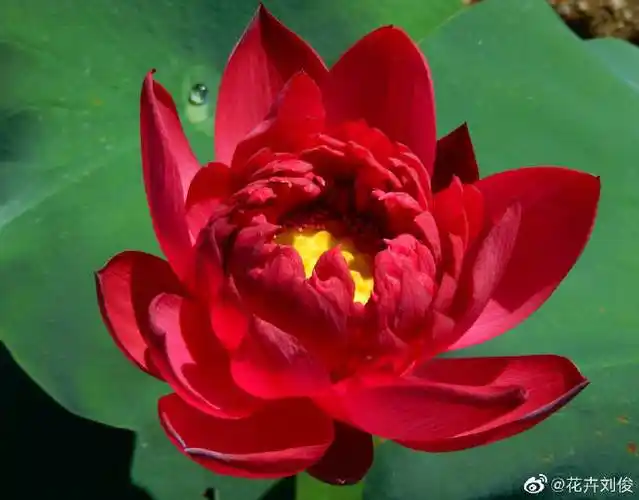 荷花与睡莲,夏日争妍,各领风骚图九墨红,是难得一见的正红色荷花.