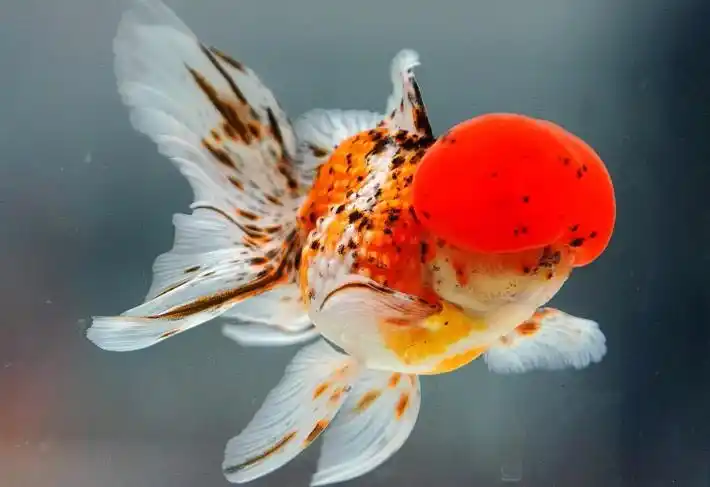 的新奇性,饲养者为迎合这种需求,有意识地将不同金鱼品种间进行杂交