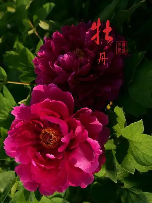 1619_2160竖版 竖屏