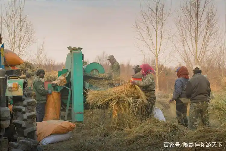 农民正在田间脱粒水稻