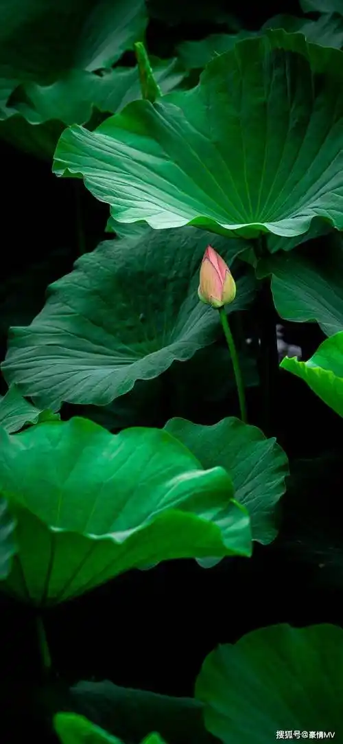 护眼绿色植物手机壁纸_高清绿色叶子锁屏壁纸