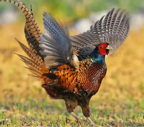 食材分享|冬至进补,吃七彩山鸡最补,品尝高蛋白,低脂肪的美食