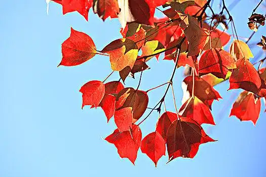 三角槭,三角枫,秋叶