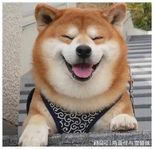 柴犬表情包界的半壁江山养狗我只选它