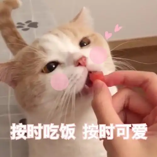 萌宠 猫星人 按时吃饭 按时可爱 呆萌 可爱