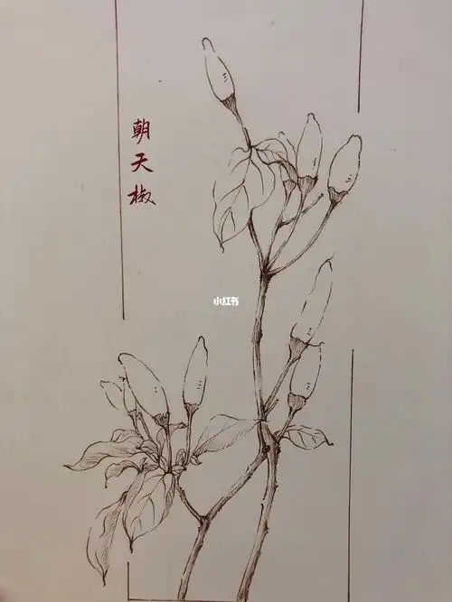 58朝天椒针管笔脱稿