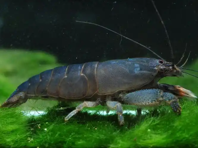 陆续清缸广州越秀出非洲巨型网球虾