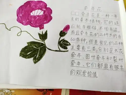 植物画报 我最喜欢的牵牛花,邻居阿姨家大门两边全是牵牛花,好美,我