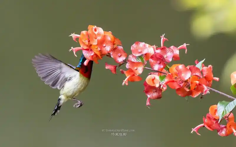 风景花鸟摄影圈佳能动物花花卉野生野生动物鸟叶子花园植物还没有人