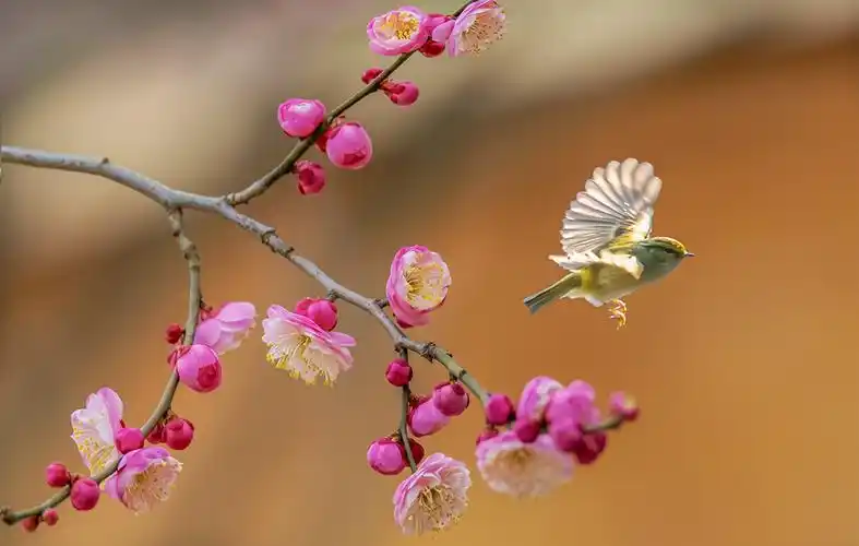 鸟语花香春天美