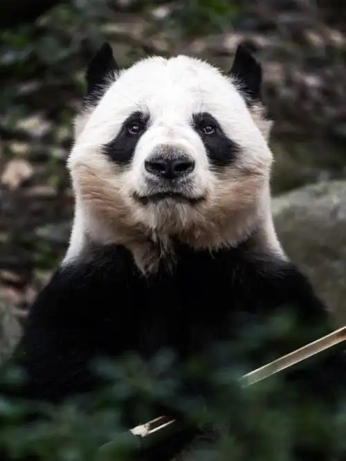 胖墩墩不标准证件照好像有点痞气