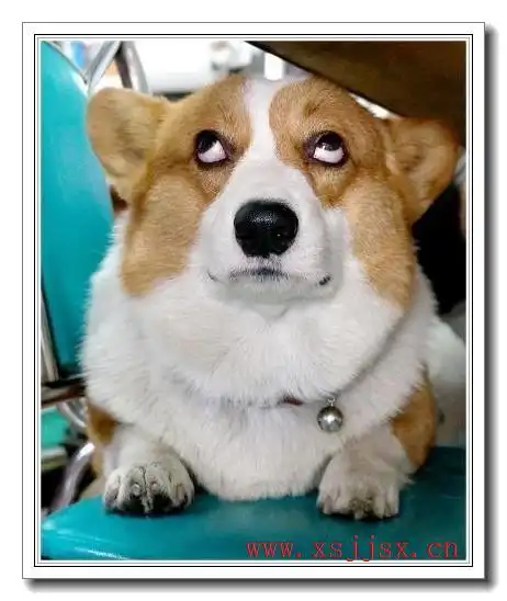 三字词语 《翻白眼》拼音/读音/英文/繁体 翻白眼的拼音,读音,繁体