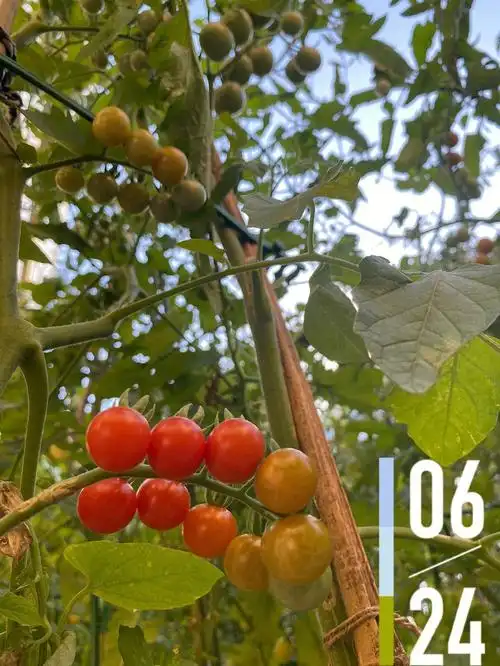 甜豌豆番茄和其他