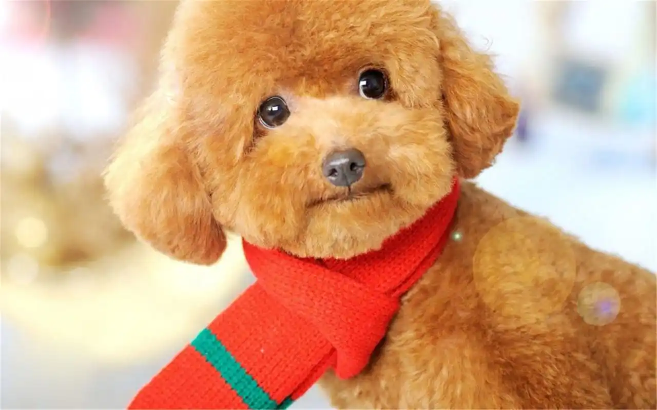 贵宾泰迪犬呆萌治愈系精选高清电脑桌面壁纸下载