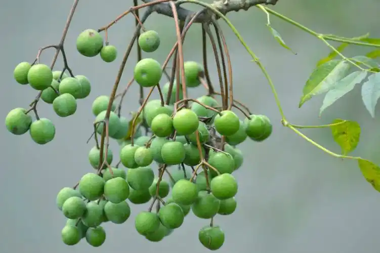 树梢挂满苦楝果 - longzhuflyfly - 好山好水好地方