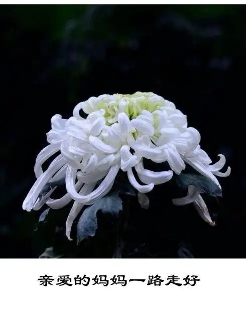 长长的泪水 迷糊了我的双眼 我只能用心默默的祝福你 一路走好 祝