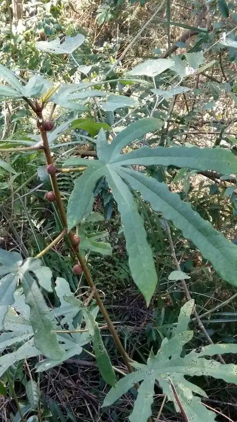 七指毛桃的功效与作用(七指毛桃的功效及禁忌) —【发展期农业】