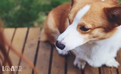 摄影,萌宠,汪星人 - 堆糖,美图壁纸兴趣社区