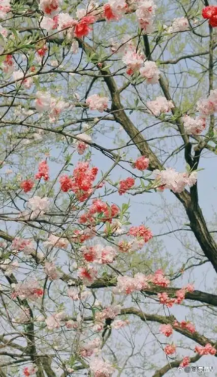 精致满满的唯美手机壁纸高清_干净又很气质的锁屏壁纸