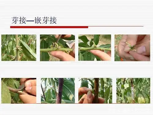 樱桃好吃树难栽,巧妙嫁接方法解!这立春后,樱桃树适合嫁接吗?