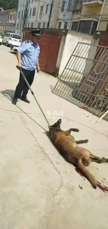 恶狗咬伤两人 泗县民警果断将其击毙