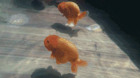 激萌!景山公园里,金鱼公主们开起了澡盆派对