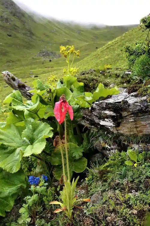 横断山脉的雨滋养的红色绿绒蒿