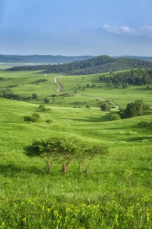 坝上草原乌兰布统的夏天