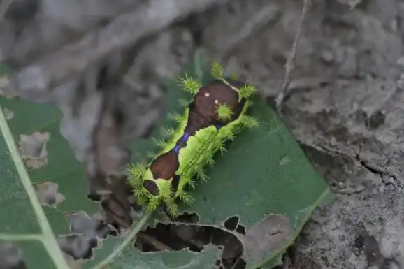 昆虫科普|令人"刻骨铭心"的洋辣子,你还记得吗?