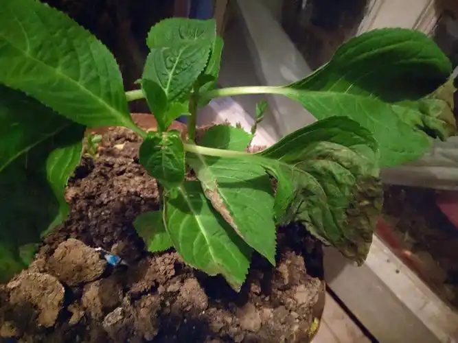 绣球刚买回来一周叶子就开始干枯怎么办还有救吗