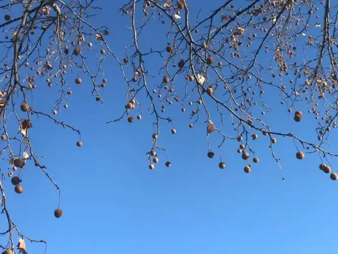 它可能被你叫了很多年梧桐二球悬铃木评论配图,俗称"法国梧桐",其实它