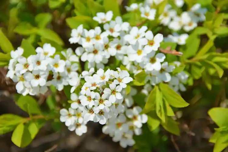 珍珠绣线菊原创拍摄