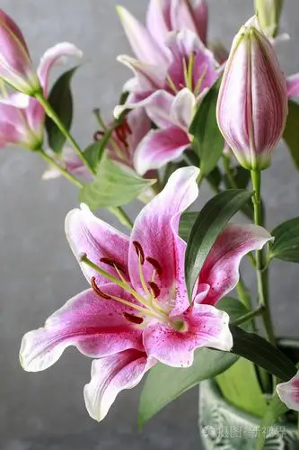 深粉色和红色的百合花